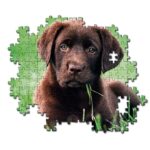 CHOCOLATE PUPPY - Image 3