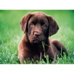 CHOCOLATE PUPPY - Image 2