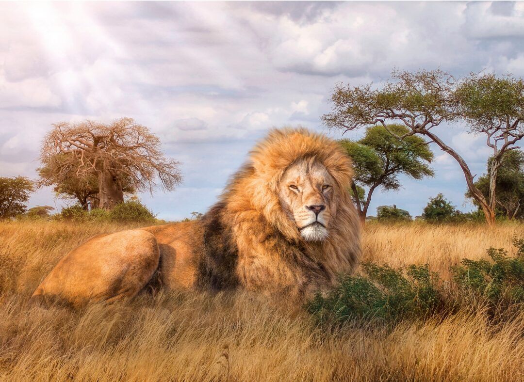 THE KING - Image 2