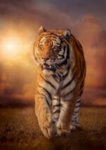 TIGER - Image 2