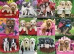 Puppy Pals - Image 5