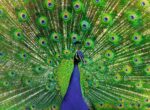Peacock - Image 2