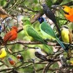 Colored Birds